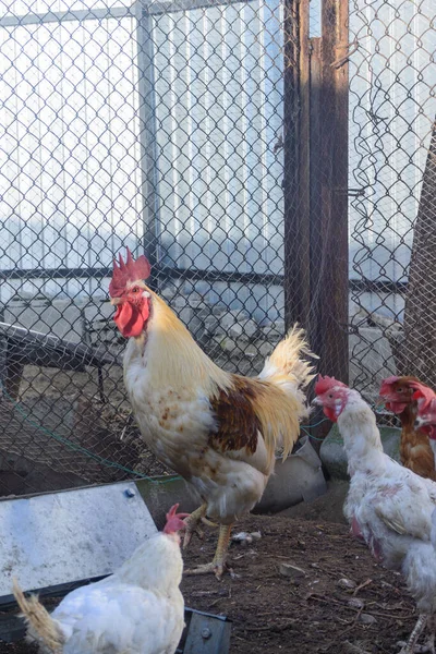Cocoş Mare Găinile Lui Fermă Familia Păsărilor Curte — Fotografie, imagine de stoc