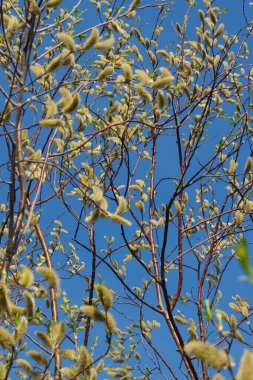 İlkbaharın başlarında kabarık çiçekli söğüt dalları. Seçici odak, mavi gökyüzü arkaplanı.