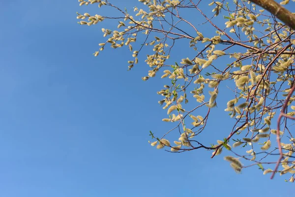 Fleurs Saule Moelleuses Sur Branche Début Printemps Fond Bleu Ciel — Photo