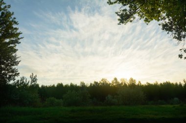 Ormanda şafak vakti. Sabah güneşinin altında ağaçların üzerinde güzel bir gökyüzü. Bulanık arkaplan, sis görünümü.