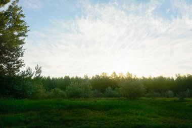 Sabah güneşinin şafak vakti. Yeşil ağaçların üzerinde güzel bir gökyüzü. Bulanık arkaplan, sis görünümü.