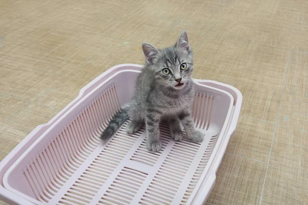 Genç kedi tuvalet tepsisine oturur ve kameraya bakar. Evcil hayvanlar için hijyen eğitimi.
