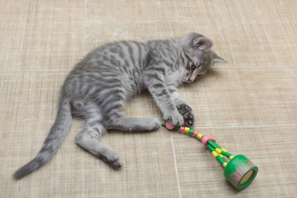 Tabby Cinza Gatinho Joga Chão Com Brinquedo Madeira — Fotografia de Stock