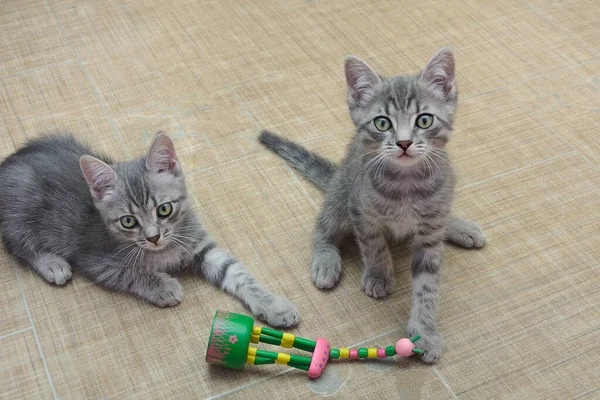 2つのタビーグレーの子猫は木製のおもちゃで遊ぶ ペットトレーニング — ストック写真