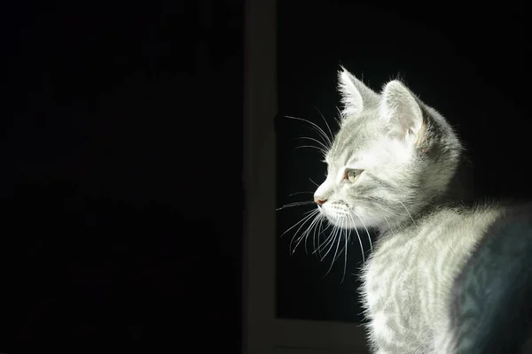 Güneş ışığında gri kedi yavrusu portresi. Evcil hayvan konsepti. Boşluğu siyah arkaplanda kopyala.