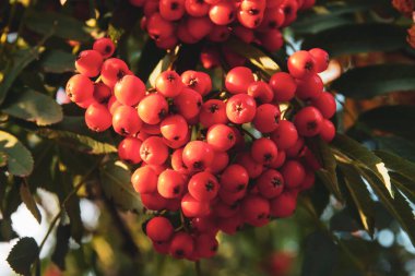 Güzel günbatımı ışınlarında gölgeler bırakan Rowan meyvesi ağacı..