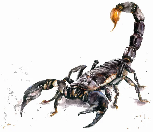 Giant Scorpion White Background — Stock Photo, Image