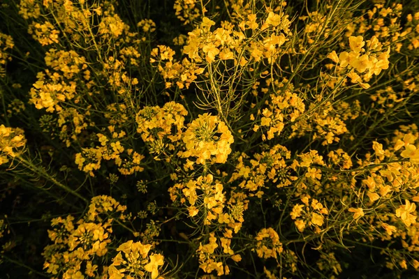 Agricultural Field Yellow Flowers — Stockfoto