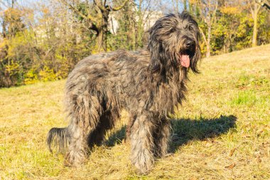 Neşeli genç bayan Bergamasco Çoban köpeği siyah paltolu bir sonbahar günü kuzey İtalya, Avrupa 'da bir parkta görüldü..