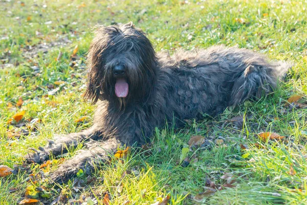 Vidám Fiatal Bergamasco Shepherd Kutya Fekete Kabátos Látható Egy Őszi — Stock Fotó