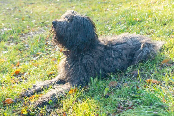 Neşeli Genç Bayan Bergamasco Çoban Köpeği Siyah Paltolu Bir Sonbahar — Stok fotoğraf