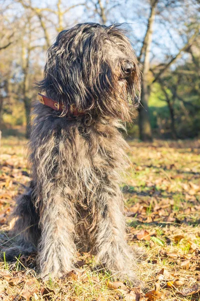 Radostná Mladá Fenka Bergamasco Pastýřský Pes Černým Pláštěm Viděn Podzim Royalty Free Stock Obrázky