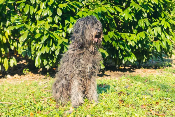 Radostná Mladá Fenka Bergamasco Pastýřský Pes Černým Pláštěm Viděn Podzim Stock Obrázky