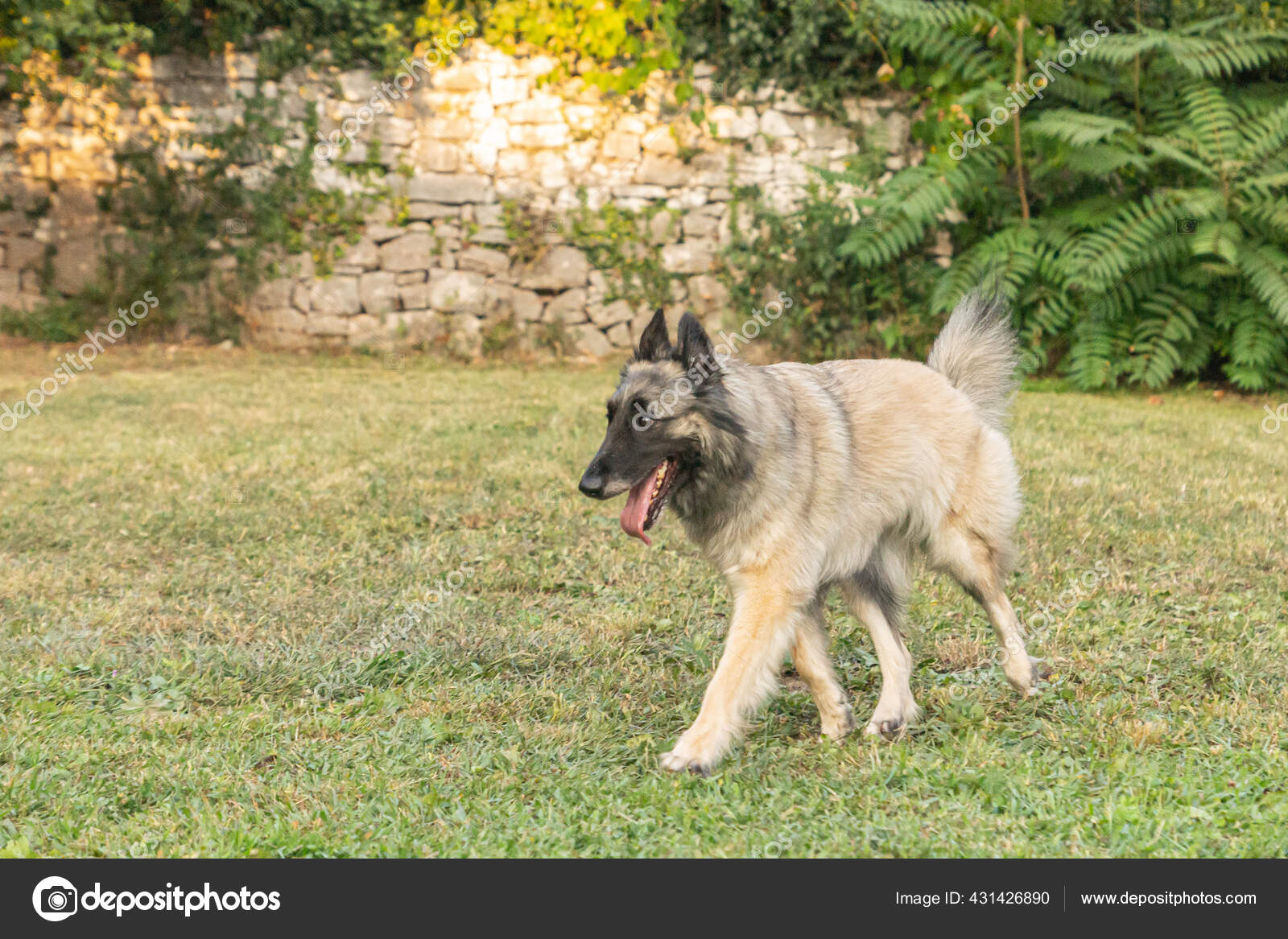 Dog Breeds Tervuren Cane Belgian Tervuren Dog Harness Of Royal