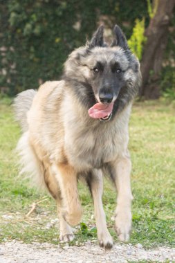 Uzun saçlı genç dişi geyik yavrusu Tervuren Belçikalı çoban köpeği Kuzey İtalya 'da bir yaz günü açık havada görüldü