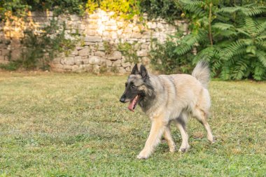 Uzun saçlı genç dişi geyik yavrusu Tervuren Belçikalı çoban köpeği Kuzey İtalya 'da bir yaz günü açık havada görüldü