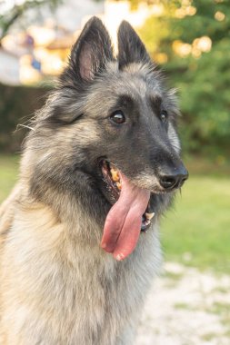 Uzun saçlı genç dişi geyik yavrusu Tervuren Belçikalı çoban köpeği Kuzey İtalya 'da bir yaz günü açık havada görüldü