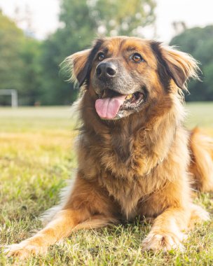 İtaatkar yetişkin erkek, uzun saçlı, melez. Kuzey İtalya 'da bir yaz günü, bir barınaktan evlat edinilmiş ve harika performans gösteren büyük bir köpek.