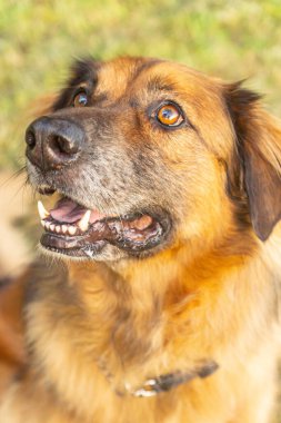 İtaatkar yetişkin erkek, uzun saçlı, melez. Kuzey İtalya 'da bir yaz günü, bir barınaktan evlat edinilmiş ve harika performans gösteren büyük bir köpek.