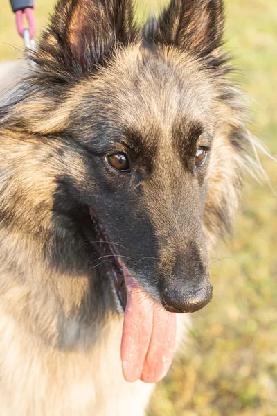 Joven Hembra Pelo Largo Cervatillo Tervuren Perro Pastor Belga Visto — Foto de Stock