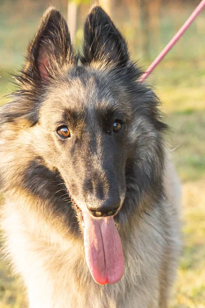 Joven Hembra Pelo Largo Cervatillo Tervuren Perro Pastor Belga Visto — Foto de Stock