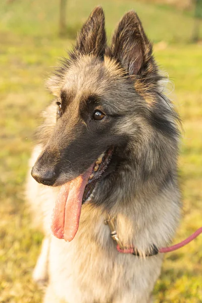 Joven Hembra Pelo Largo Cervatillo Tervuren Perro Pastor Belga Visto — Foto de Stock