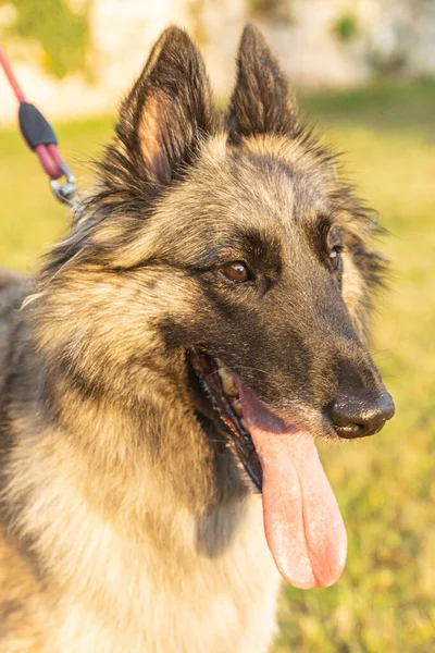 Joven Hembra Pelo Largo Cervatillo Tervuren Perro Pastor Belga Visto — Foto de Stock