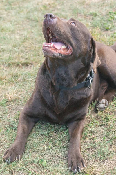 Amigável Puro Chocolate Labrador Cão Visto Livre Dia Verão — Fotografia de Stock