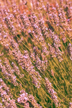 Çiçeksel pembe tonlu arka plan. Çiçek açan lavanta tarlası, ılık bahar botanik tasarımı. Romantik kadın tarzı. Retro film fotoğrafçılığı atmosferi.