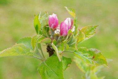 İtalya 'da bir bahar günü, özel bir şehir bahçesinde güzel beyaz ve pembe çiçeklerle çiçek açan polen dostu elma ve armut ağaçları.