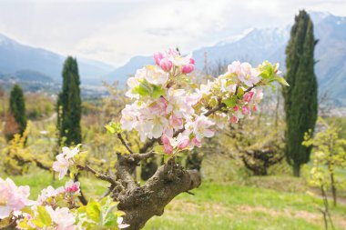 Ön planda çiçek açan armut ağacı ve Adige Vadisi 'ndeki Trento şehrinin panoramik manzarası, İtalya' nın Trentino kentinde bir bahar günü görüldü.