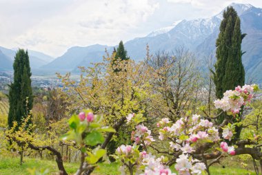 Ön planda çiçek açan armut ağacı ve Adige Vadisi 'ndeki Trento şehrinin panoramik manzarası, İtalya' nın Trentino kentinde bir bahar günü görüldü.