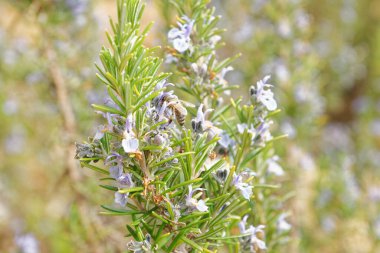 İtalya 'da bir bahar günü, özel bir şehir bahçesinde, biberiye çiçekleri üzerinde polen ve nektar toplayan Carniolan bal arısı.
