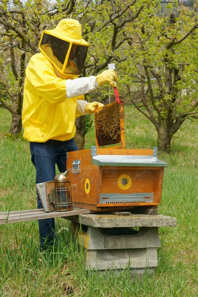 Пчеловод Жёлтом Пчеловодческом Костюме Работающий Ульями Проверяющий Рамы Медовых Сот — стоковое фото