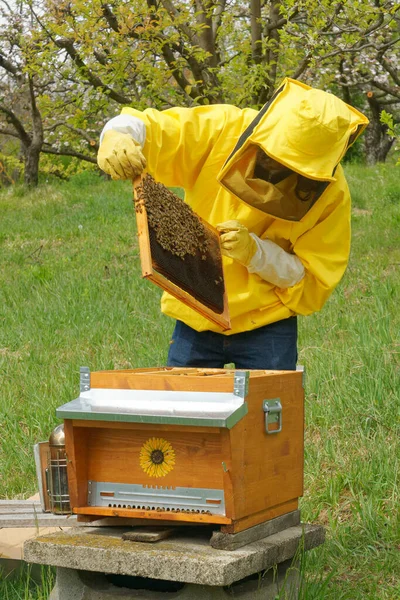 黄色の養蜂スーツの養蜂家は イタリアの果樹園で小さな私設の養蜂場でミツバチコロニーの健康と強さを評価し ミツバチのフレームをチェックして じんましんで働いて見ました — ストック写真