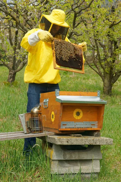 黄色の養蜂スーツの養蜂家は イタリアの果樹園で小さな私設の養蜂場でミツバチコロニーの健康と強さを評価し ミツバチのフレームをチェックして じんましんで働いて見ました — ストック写真