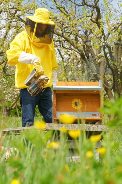 Бджоляр Жовтому Бджільному Костюмі Який Працює Вуликами Перевіряє Медовий Стільник — стокове фото