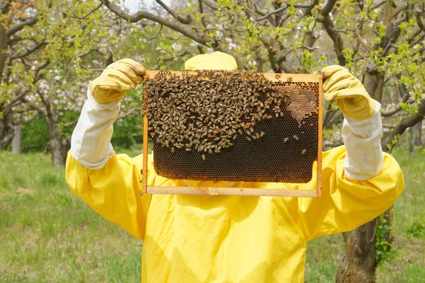 Pszczelarz Żółtym Garniturze Pszczelarskim Pracujący Uli Sprawdzający Ramki Plastra Miodu Zdjęcie Stockowe