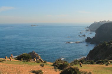 Akdeniz'de Cezayir, Cezayir