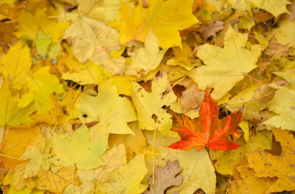 Sonbahar Yaprakları