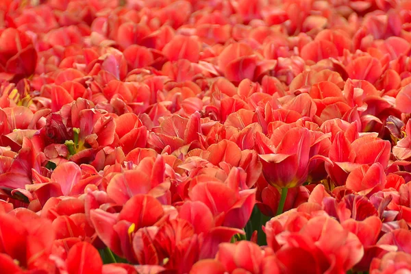 Bahar, bahçede çiçek açan laleler