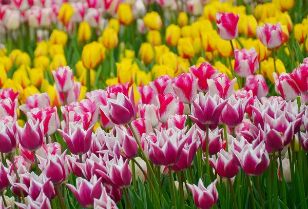 Kvetoucí tulipány v zahradě na jaro — Stock fotografie