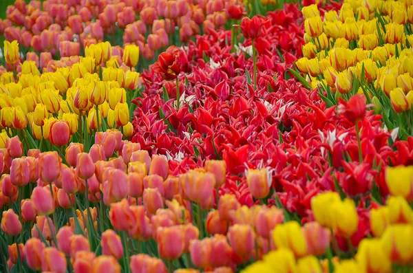 Kvetoucí tulipány v zahradě na jaro — Stock fotografie