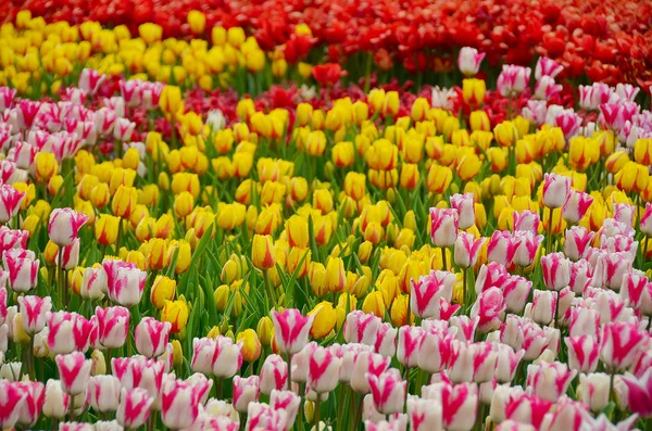 La floraison des tulipes dans le jardin au printemps — Photo