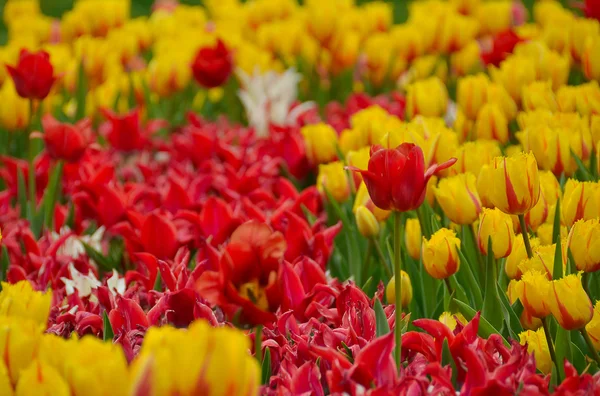 Kvetoucí tulipány v zahradě na jaro — Stock fotografie