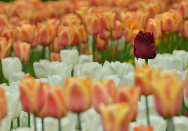 Bahar, bahçede çiçek açan laleler