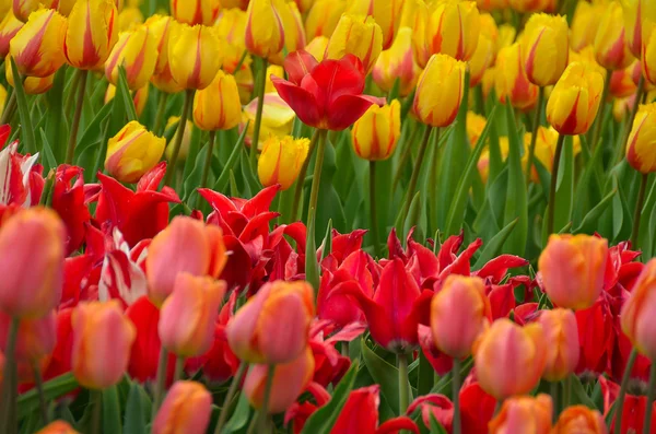 Цветущие тюльпаны в саду весной — стоковое фото