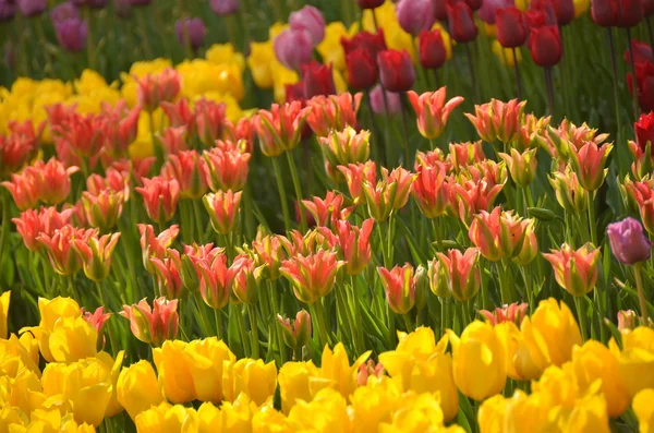 Kvetoucí tulipány v zahradě na jaro — Stock fotografie