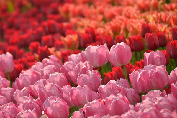 Bahar, bahçede çiçek açan laleler