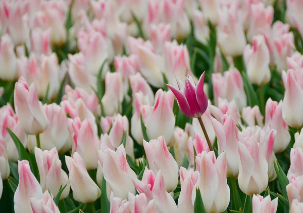 Bahar, bahçede çiçek açan laleler